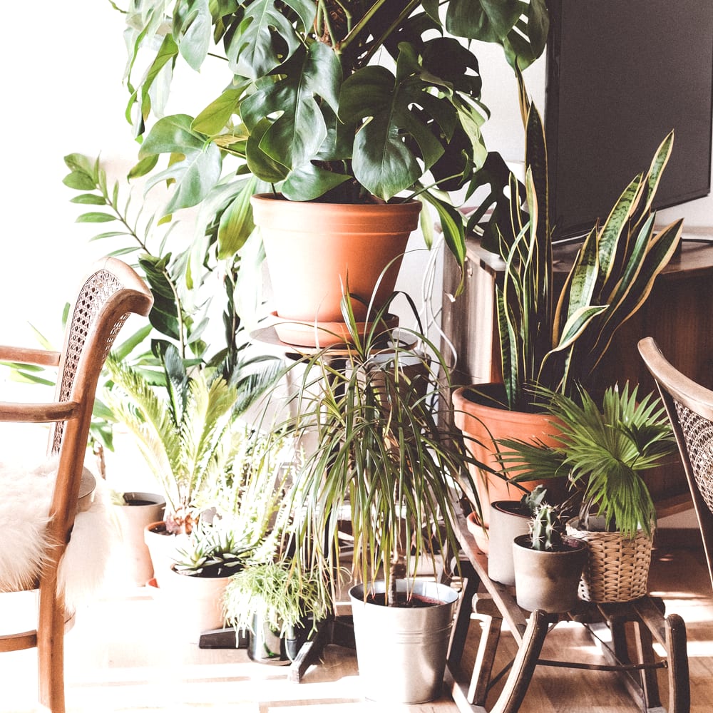 Potted plants in the corner of a room, lit from the window