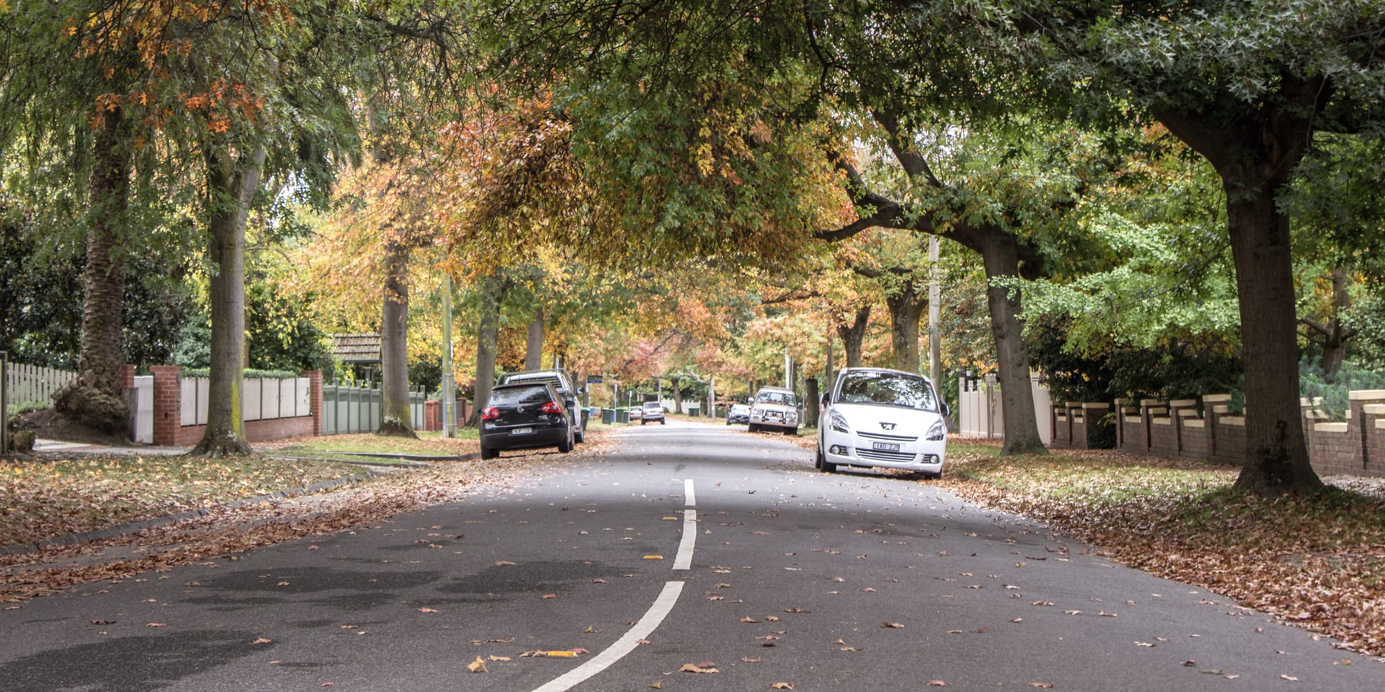 A tree-lined residential street in Melbourne's eastern suburbs